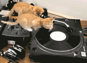 whatever,cat,yeah dude,daily rock out