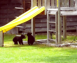 bear,cubs,playground