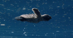 turtle,baby,swimming,oceans