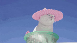 hat,relaxing,sunshine,lolcat,cat,cute cat,visor
