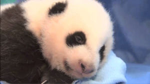 panda bear,cute,animals,adorable,tired,panda,growing up,laying down,yun zi,robert irwin