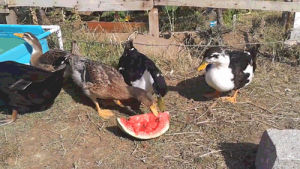ducks,cute,watermelon