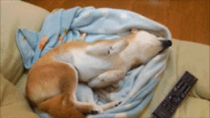 blanket,shiba inu,nap,dog,animals,couch