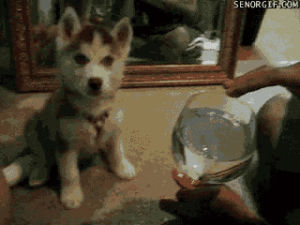 husky,cute,dog,animals,dogs,puppy,best of week,wine glass