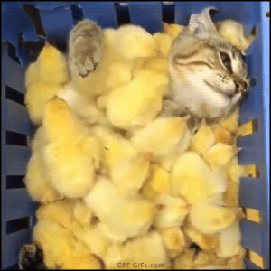 cat,chicks,pile
