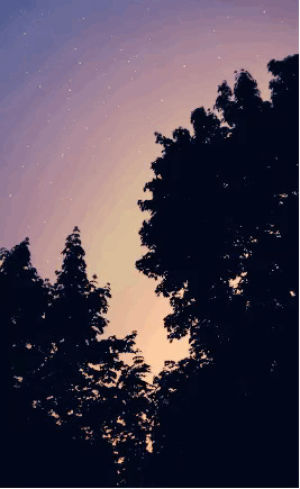 forest,galaxy,landscape,dawn,midnight,sunrise,animation,loop,space,nature,night,cinemagraph,stars,dark,sky,sunset,trees,photographers on tumblr,planets,afternoon,evening,foto,milky way,dusk,cinem