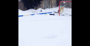 dog,snow,shovel