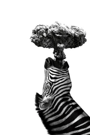 zebra,cute,smoke cloud,art design