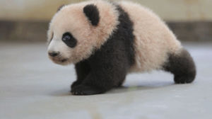 baby,panda,walk
