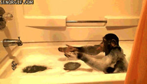 chimps,funny,tongues,baths