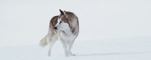 walk,husky,dog,snow,animal,eight below
