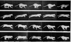 optical illusion,cat,running,ghost,ghosts,victorian,muybridge,ghost cat