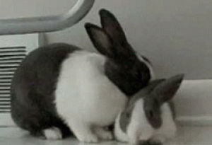 rabbit,rabbits,bunnies,bunny,bunny rabbit