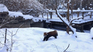 animals,snow,set,adorable,cold,red panda,lols,red pandas,cincinnati zoo,red panda s