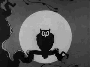 owl,owls,black and white,scared,bird