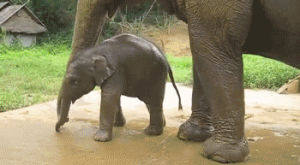 baby,elephant