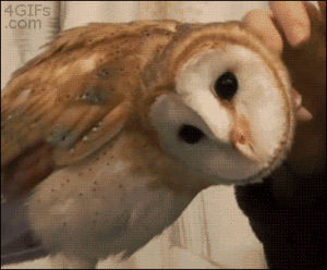 animals,deal with it,head,owl,turns,scratched