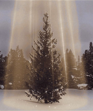 christmas tree,national lampoons christmas vacation,christmas vacation,chevy chase,80s,1980s,1989