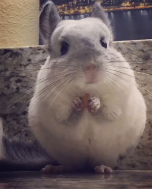 Chinchilla Gif Find On Gifer