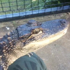 Crocodile Gif Find On Gifer