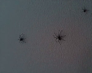 scared,wall,spiders
