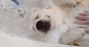 dog,bath