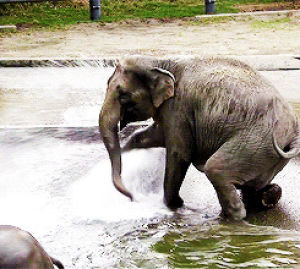 elephant,wet,animals,water,splash