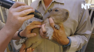 capybara,cute,animals,news,nature,nowthis,now this news,nowthisnews,san diego,san diego zoo