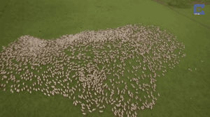 sheep,animals