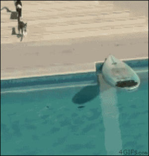 pool,smart,raft,cat,dog,animals,escape,surfboard,chase