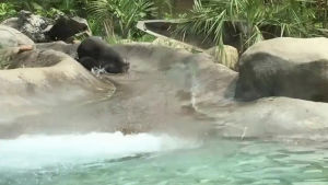 animals,fun,summer,slide,otter,pile,water park