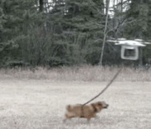 drone,dog,dog walking