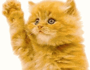 orange kitten,cat,animals,waving,bye bye