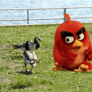 GIF angry birds rojo pajaro - GIF animado en GIFER - de Munifym