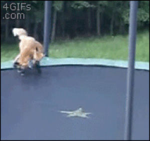 foxes,jumping,trampoline