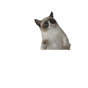 grumpy cat,i love it,grumpy,transparent,cat,lol,no,yay