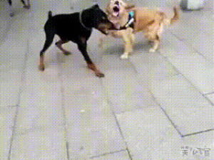 dog,wrestling,clash