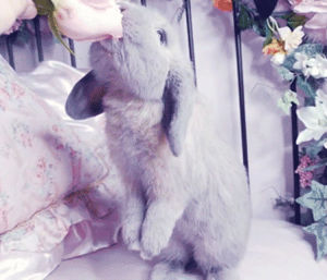 easter,rabbit,awww,cute,animal,sweet,nibble