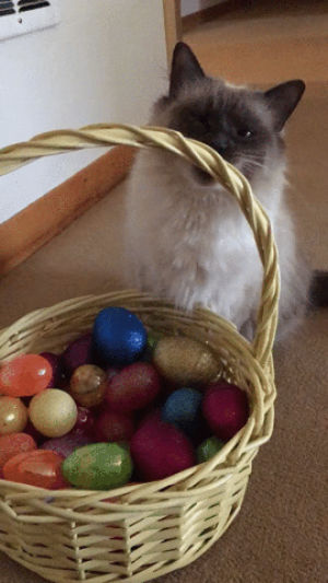 easter,cats,year,bunny