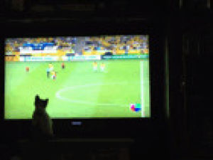 kitty,cat,football,soccer