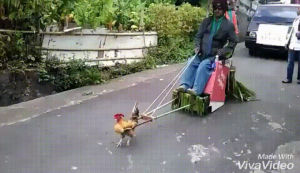 cart,chicken