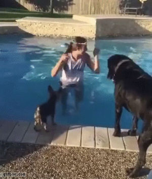jumps,swimming,small,dog,pool