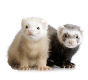 free,shipping,less,ferret,accessories,pens,carriers,cages