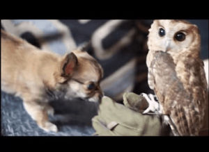 owl,dog,tiny,meets