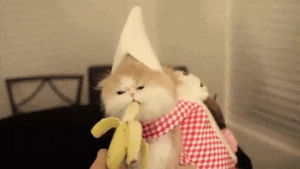cat,banana