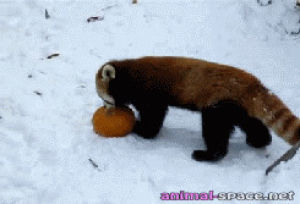 red panda,racoon,animals,fight,snow,eating,playing,pumpkin