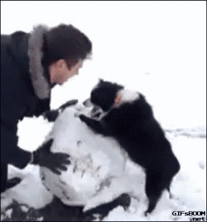 snowman,dog,animals,snow