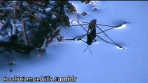 biology,walk on water,surface tension,water strider,hydrophobic,science,nature,water,science s,insects,zoology,amazing science s,meniscus,pondskater,ponskater,water skin