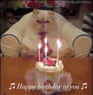 birthday,funny,humorous,cat,party,cake,couch,party cat,happy birthday to you