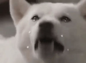 jiro,japan,crying,commercial,sad,dogs,tears,inu,softbank